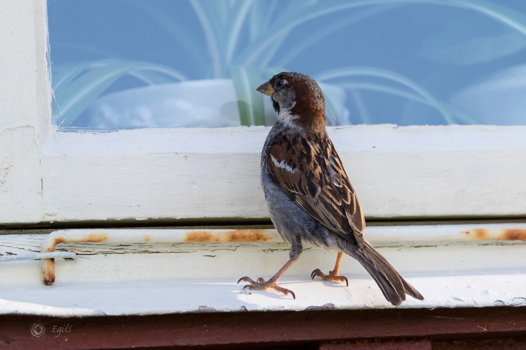 Gråspurv, vindu, hus, passer domesticus,