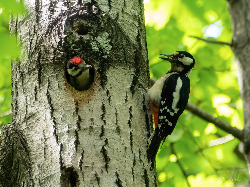 Flaggspett, Dendrocopos major,