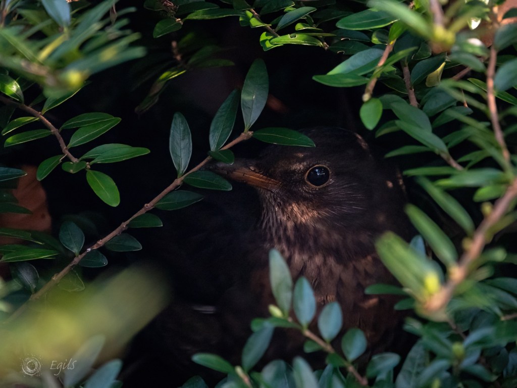 Svarttrost, Turdus merula,