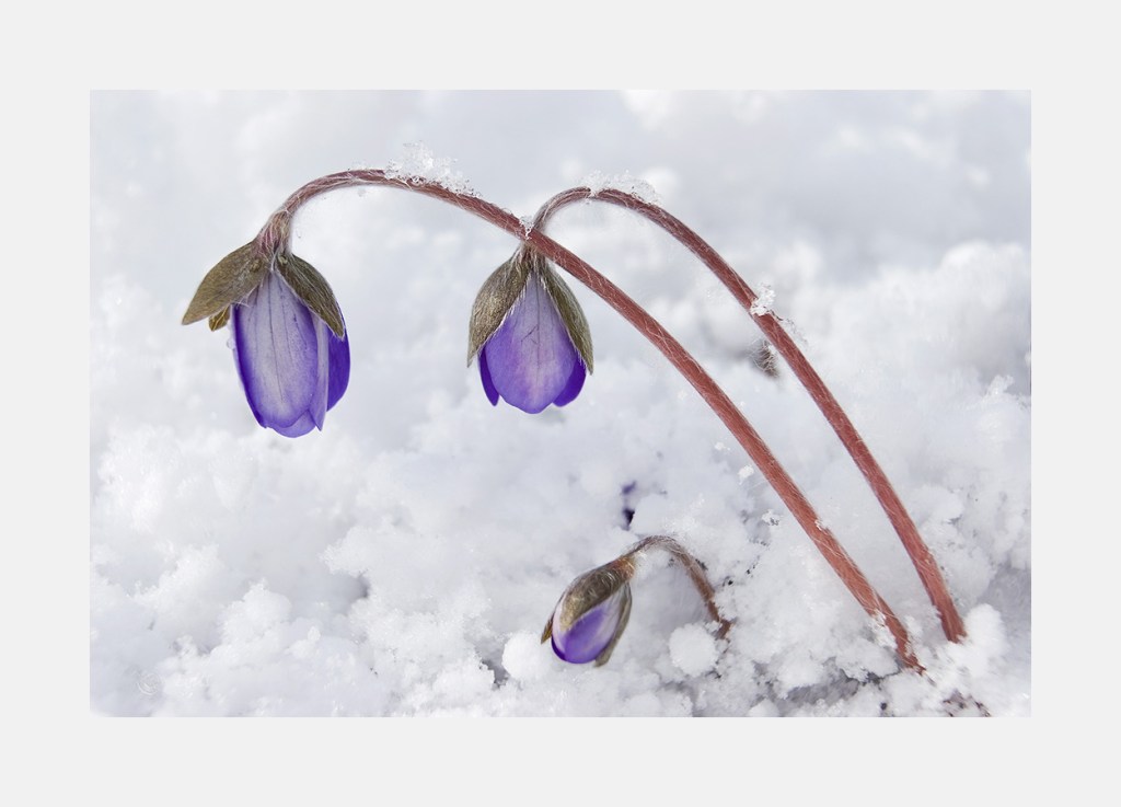 Hepatica nobilis, blåveis, anemone hepatica,