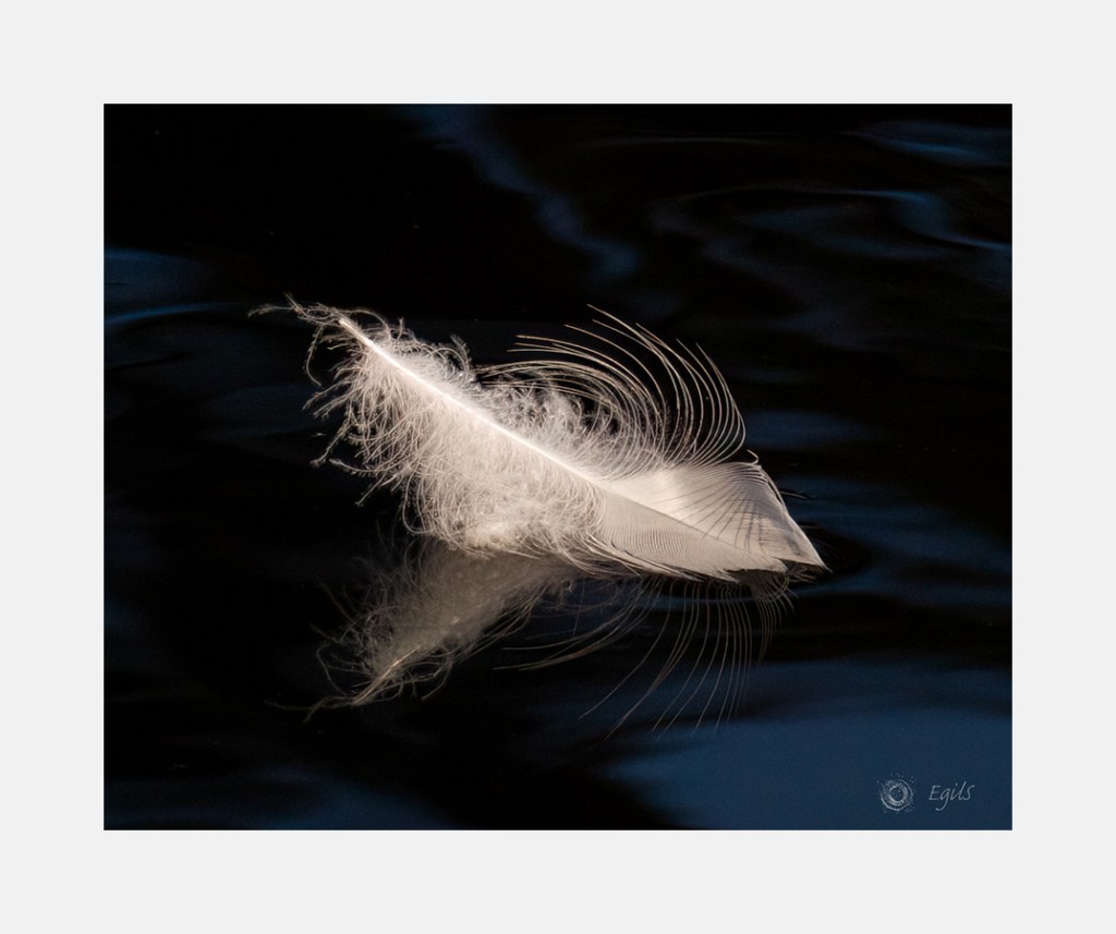 fjær, feather,