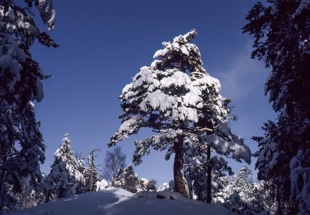 vinter, winter, furu, pine, snøkledd, snowclad,