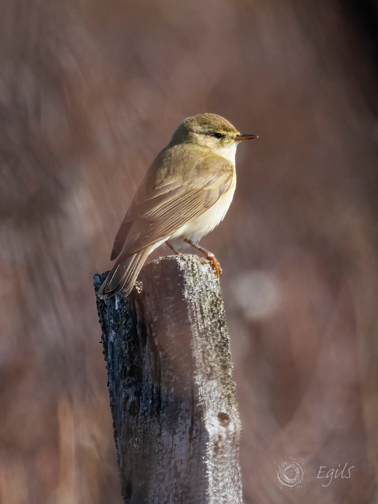 Løvsanger (Phylloscopus trochilus).