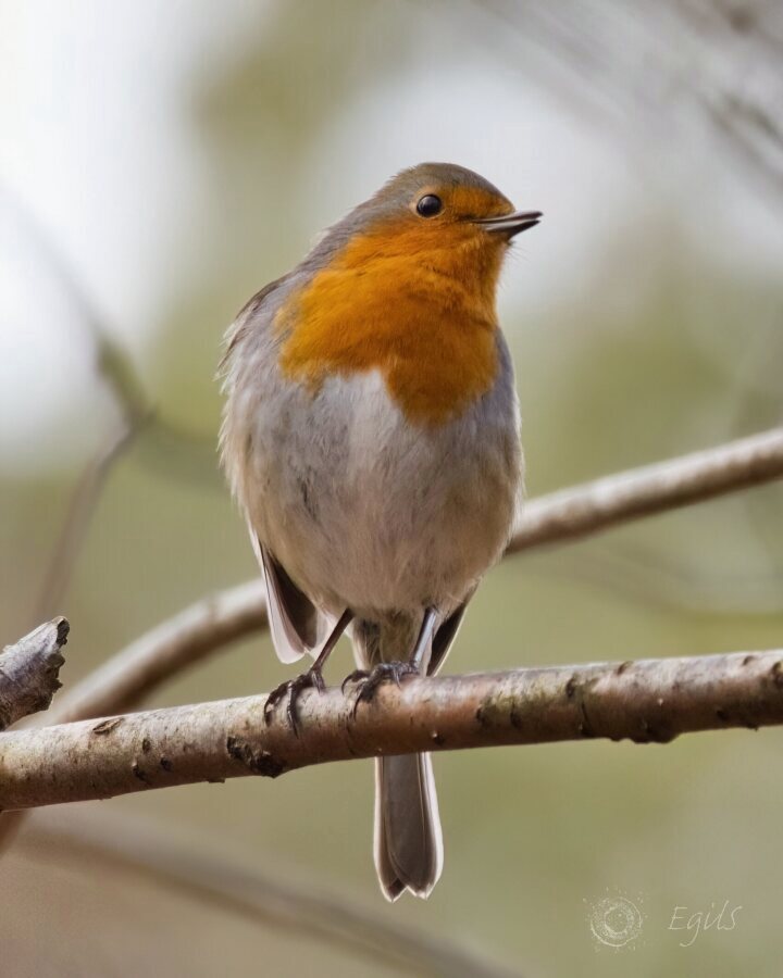 Rødstrupe (Erithacus rubecula).