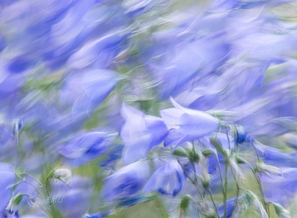 Blåklokker, bluebells,